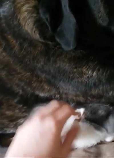 Caught the dog casually smothering our newest addition