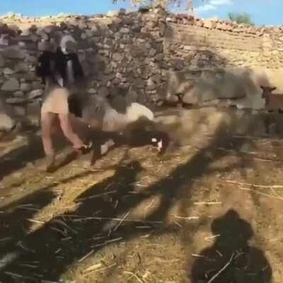 Trying to hold a wild animal