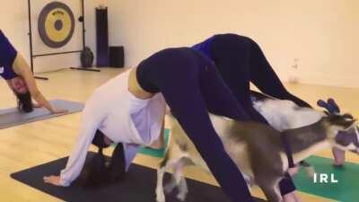 Valkyrae Goat Yoga