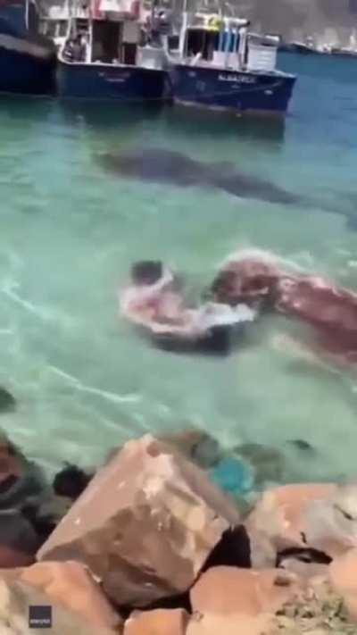 🔥 This is not blood. Dwarf Sperm Whales will often discharge a cloud of red-brown fluid to aid in its escape, in this case, from an attacking seal. Filmed in South Africa.