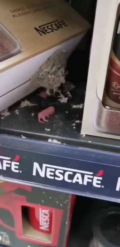 Newborn mice breaking out of a box on a store shelf