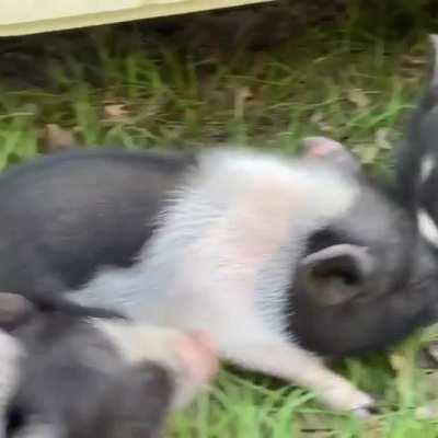 Who is going to pet all these piggies?