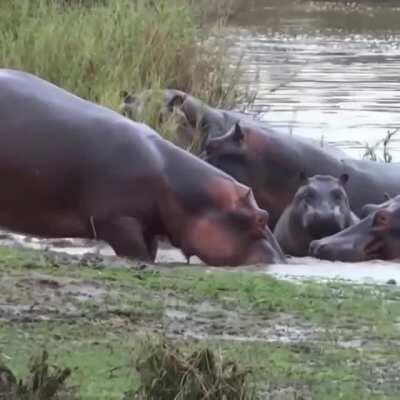 A Gazelle learns to never wander into Hippopotamus territory.