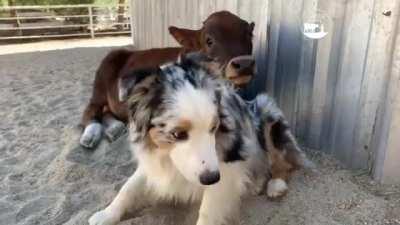 These two lazy friends.