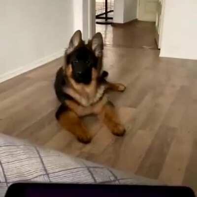 This German Shepherd puppy loves Andrea Bocelli’s ‘Time to Say Goodbye’