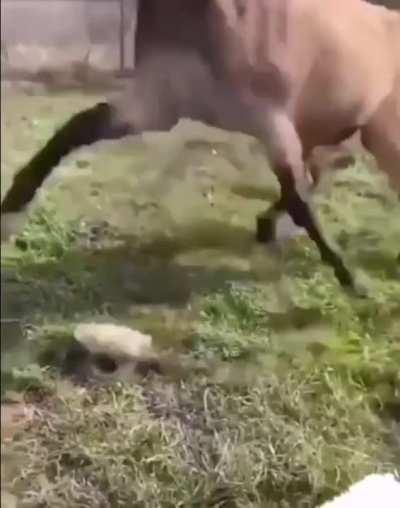 Just a simple turtle