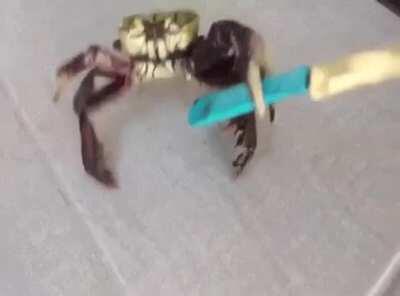 Hitcrab practices his slashing and stabbing technique before a kill