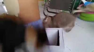 Plushie cat big evil