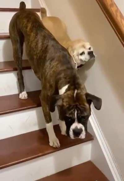 Doggo helps his blind buddy down the stairs