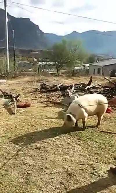 to slaughter a pig