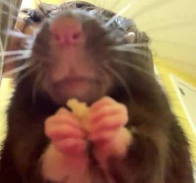 Rat grabbies enjoying some banana