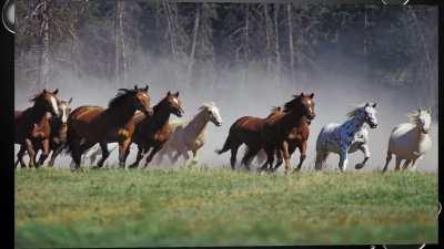 A PowerPoint I made in third grade. the fuck was a on?????