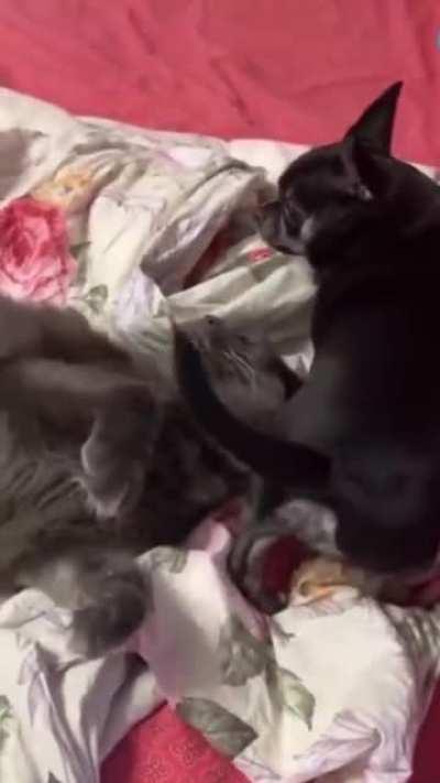 Dog farts on cat.