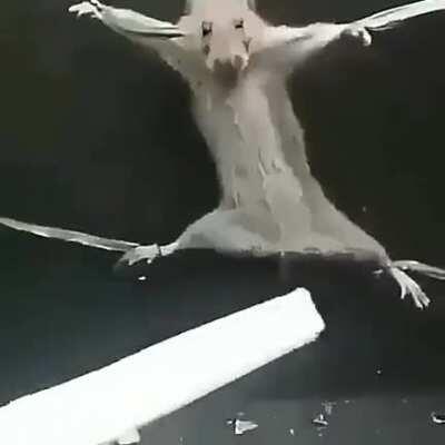 Vagner sem v tomando um enquadro