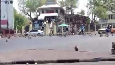 Hoards of starving monkeys storm Lopburi in central Thailand after the tourists who usually feed them fled due to Coronavirus