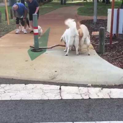 Good Bois With A Stick GIF by Thund3rbolt