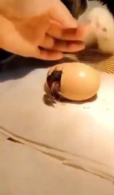 I’ll be their mommy now