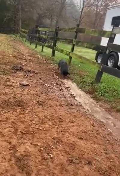 Собака - поливака