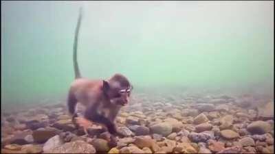 Idroscimmie nel loro habitat