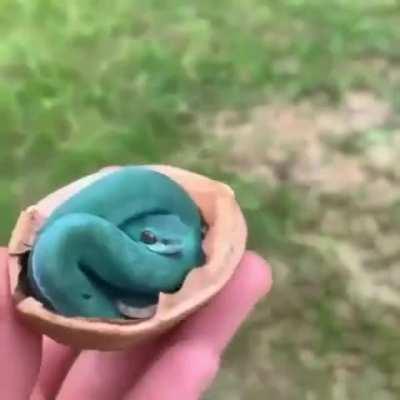 They say, walnuts are healthy for brains.