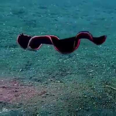 WEEK 99 OF FLATWORM FRIDAY ❤️