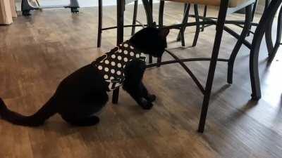 Not a fan of the harness