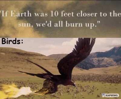 Birds flying high...