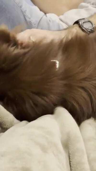 Does anyone else’s Aussie do this when they’re excited?