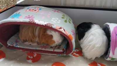 Baby Daphne just moved in, causing trouble already