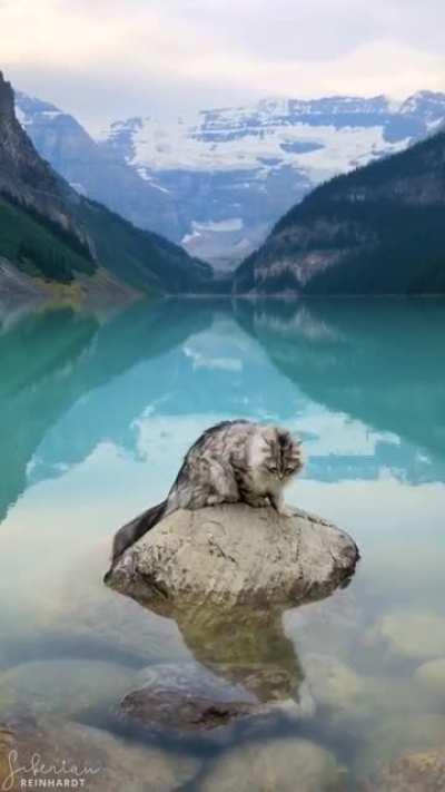 Took Reinhardt on a roadtrip to Lake Louise and he got to taste the magical waters!