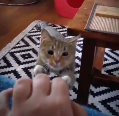 The way this cat tuck it's ear to avoid the table edge