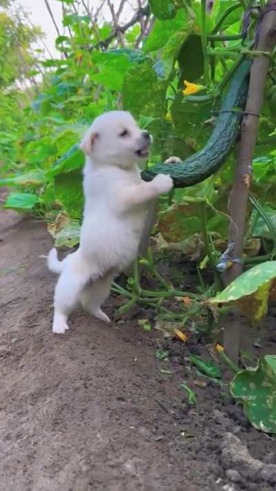 Stealing cucumbers 🥒🐶🫣