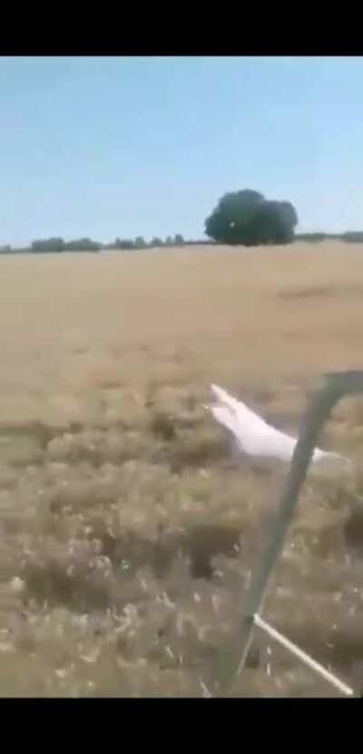 While driving a harvester a Serbian man notices something strange on his field...NAKED PEOPLE AND A BRIDE