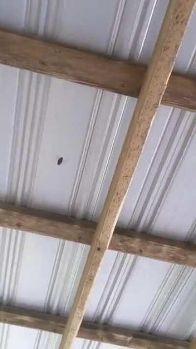 High tech redneck bug assault loaded to 170 psi