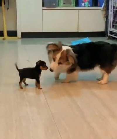 Dog meets puppy for the first time