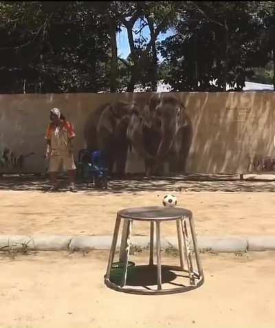El Dibu atajando a un elefante