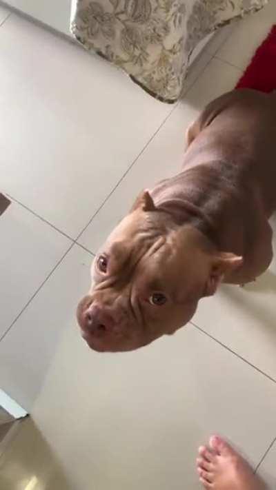 what does my dog bark on mute?