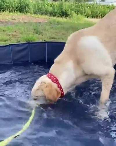 This is Piper. She was having a lovely day playing in the pool until it all went horribly, horribly wrong.