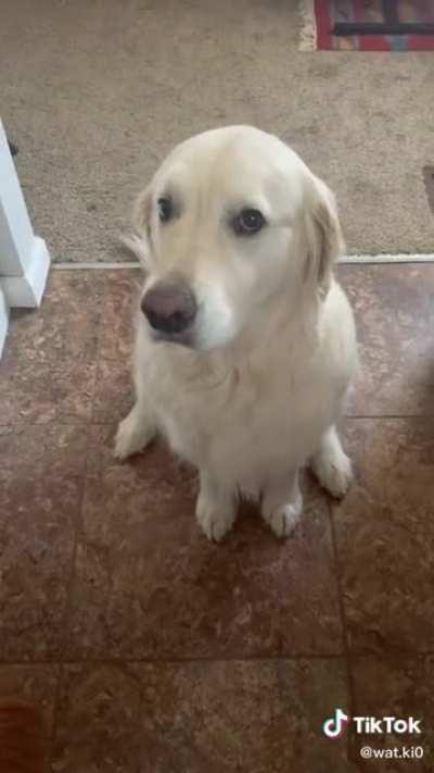 I wish humans would apologize so nicely