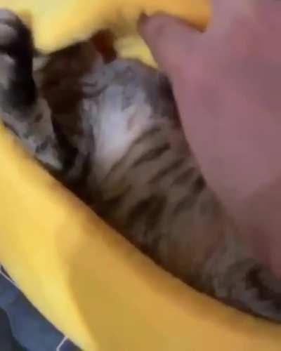 He really likes his new bed