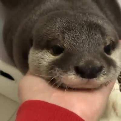 Bonito :> ( Donde esta el Flair de video D: )