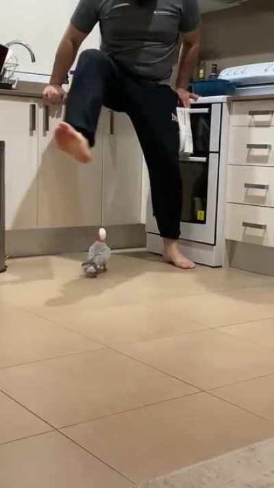 Elvis recently made his way back home after a 4 day flight… so glad this pink chicken is terrorising our lives again 🥲