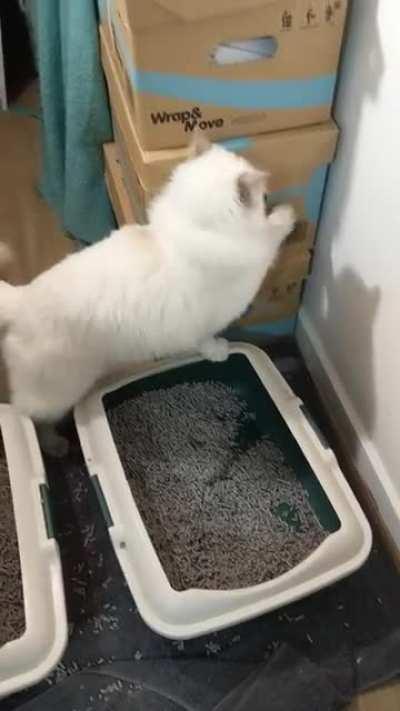 My cat trying to clean up after himself