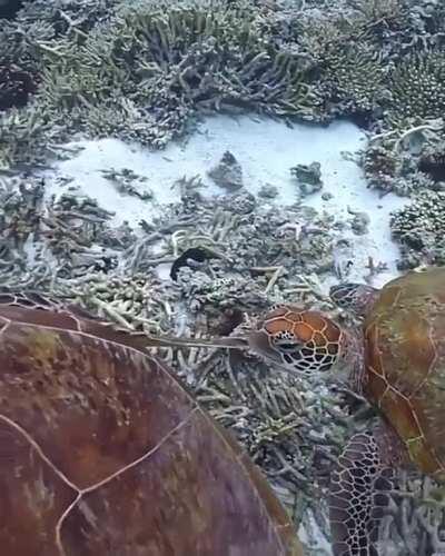 🔥 Sea turtle munches another turtle’s flipper and gets a slap 🔥