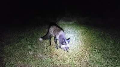 Fox too busy flipping his mouse around to care about me taking a video less than 5' away. Finally startled by my friend's camera shutter, but he came back for his mouse!
