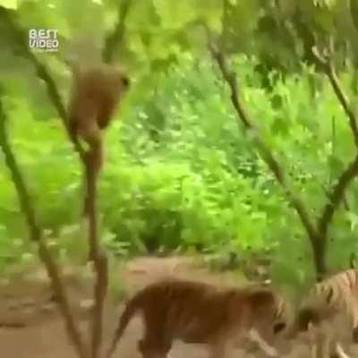 Monkeys harrassing tigers 