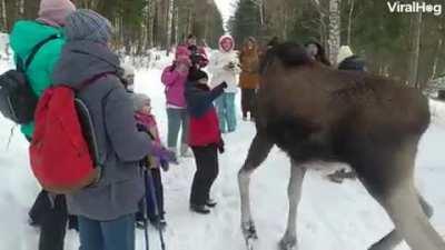 Russian Rudolf is bringing the pain this Christmas