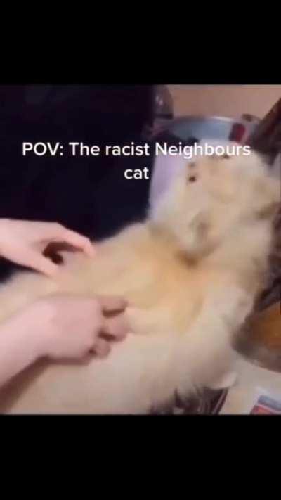 The racist neighbors cat