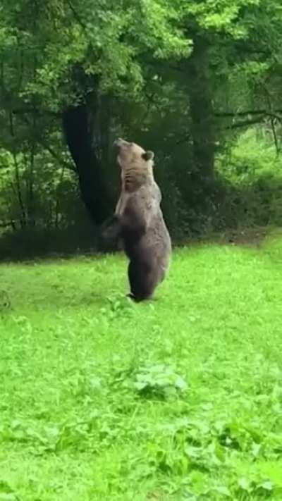 Grizzly Bear, The True King of the North America.