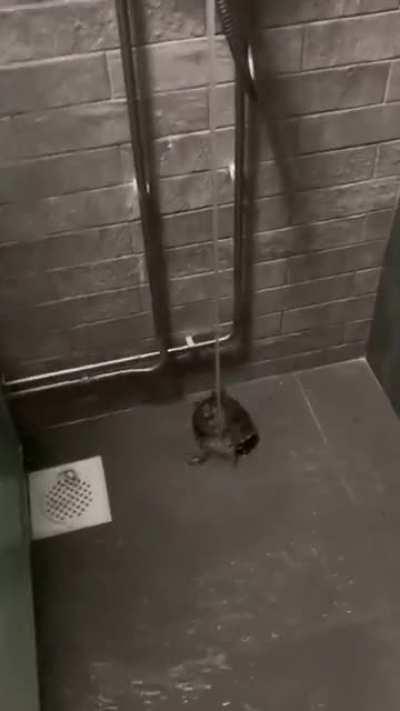 Time for a refreshing shower..